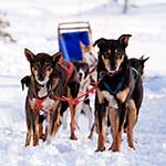 100 pics Winter Sports answers Sled Dogs