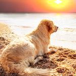 100 pics Desert Island answers Dog