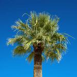 100 pics Desert Island answers Palm Tree