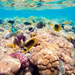 100 pics Desert Island answers Reef