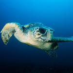 100 pics Desert Island answers Turtle
