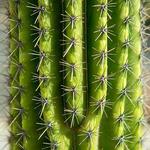 100 pics Desert Island answers Cactus