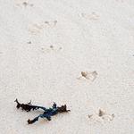 100 pics Desert Island answers Seagull Tracks