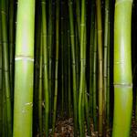 100 pics Desert Island answers Bamboo