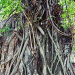 100 pics Desert Island answers Aerial Roots