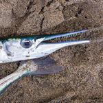 100 pics Desert Island answers Needlefish