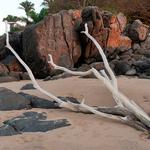 100 pics Desert Island answers Driftwood