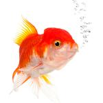 100 pics Pets answers Goldfish