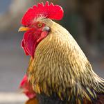 100 pics Pets answers Rooster