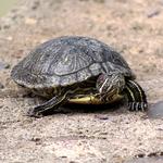 100 pics Pets answers Turtle