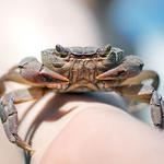 100 pics Pets answers Crab
