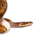 100 pics Pets answers Python