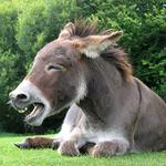 100 pics Pets answers Donkey