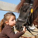 100 pics Pets answers Shetland Pony