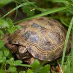 100 pics Pets answers Tortoise