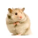 100 pics Pets answers Hamster