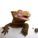 100 pics Pets answers Gecko