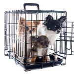 100 pics Pets answers Carrier