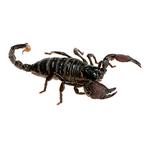 100 pics Pets answers Scorpion
