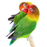 100 pics Pets answers Lovebirds