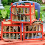 100 pics Pets answers Cages