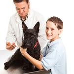 100 pics Pets answers Vaccination
