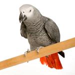 100 pics Pets answers African Grey