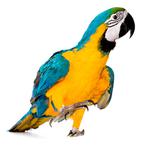 100 pics Pets answers Macaw