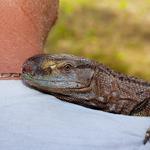 100 pics Pets answers Monitor Lizard
