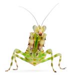 100 pics Pets answers Praying Mantis