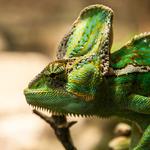 100 pics Pets answers Chameleon