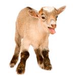 100 pics Pets answers Pygmy Goat