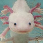 100 pics Pets answers Axolotl