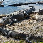 100 pics Secret Agent answers Alligators