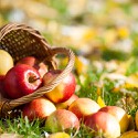 100 pics Autumn answers Apples