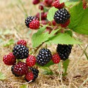 100 pics Autumn answers Blackberries
