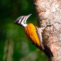 100 pics Autumn answers Woodpecker