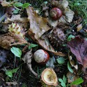 100 pics Autumn answers Conkers