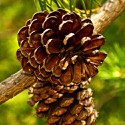 100 pics Autumn answers Pine Cones