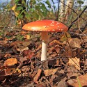 100 pics Autumn answers Fly Agaric