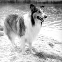 100 pics I Heart Usa answers Lassie