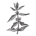 100 pics M Is For answers Motherwort