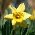 100 pics N Is For answers Narcissus