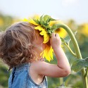 100 pics Summer answers Sunflower
