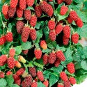 100 pics Summer answers Loganberries