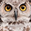 100 pics O Is For answers Owl