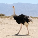 100 pics O Is For answers Ostrich