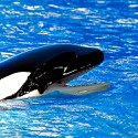 100 pics O Is For answers Orca
