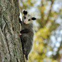 100 pics O Is For answers Opossum
