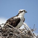 100 pics O Is For answers Osprey